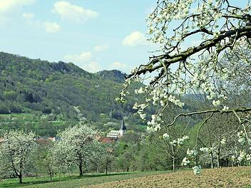 Kirschbl&uuml;te beim Walberla Foto: gal