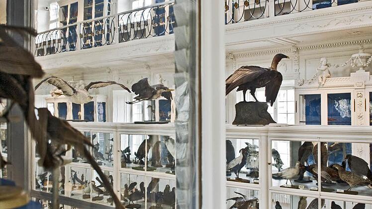 Aus dem Bamberger Vogelsaal. Foto: Jürgen Schabel