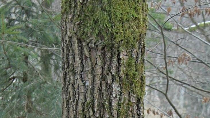 Am Baum können Gedenktäfelchen angebracht werden.