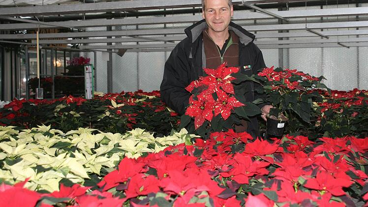 ... Weihnachtssterne geht nichts in der Adventszeit. Frank Schunke züchtet die Pflanzen überwiegend selbst.