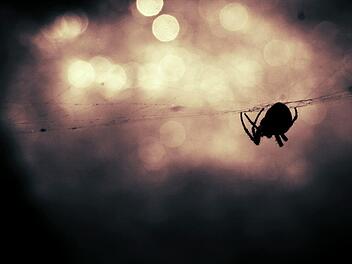 Eine Studentin aus Gro&szlig;britannien hat sich eine kreative L&ouml;sung f&uuml;r ihre Spinnenphobie einfallen lassen. Sie bestellte einfach essen und lie&szlig; das den Fahrer des Lieferdienstes regeln.  Symbolbild: pixabay.com / SplitShire