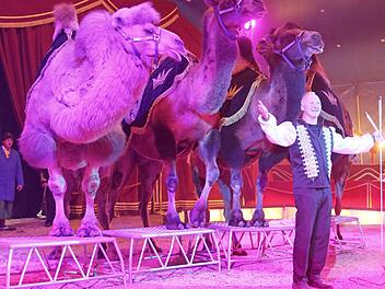 Der Auftritt der Kamele des Circus Henry in Dörfles-Esbach