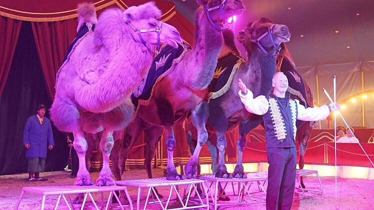 Der Auftritt der Kamele des Circus Henry in Dörfles-Esbach