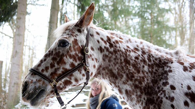 Gestatten, "Kleiner Onkel": Eigentlich heißt Pippis Bühnenpferd "Spotty" und kommt aus Römhild. Am Samstag inspizierte der Appaloosa-Mix gemeinsam mit seiner Besitzerin Kira Blechschmidt erstmals seinen zukünftigen "Arbeitsplatz". Foto: Bettina Knauth