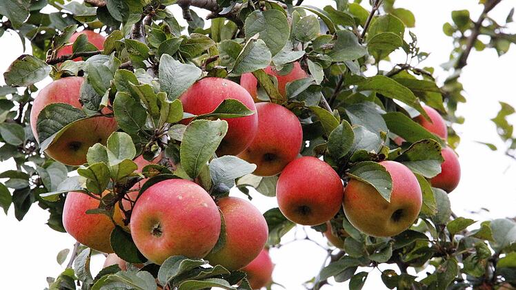 Prachtvolle Äpfel in Pretzfeld Fotos: Josef Hofbauer