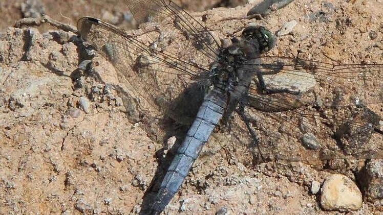 Ein seltener Zeitgenosse: Der große Blaupfeil ist eine Großlibelle mit einet Körperlänge von 44 bis 50 Millimeter