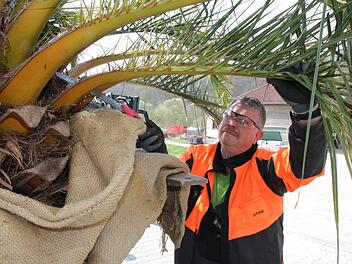 Wolfgang Hornung schneidet dürre Wedel von den Palmen ab.