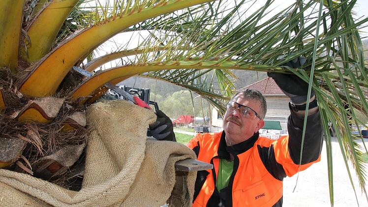Wolfgang Hornung schneidet dürre Wedel von den Palmen ab.
