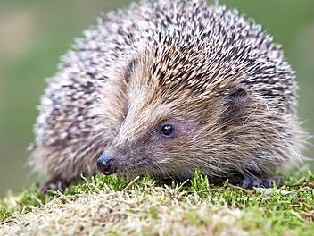 Der Igel ist wieder unterwegs.