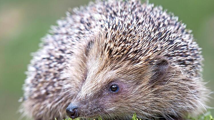 Der Igel ist wieder unterwegs.