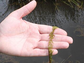 Eine Seltenheit der Botanik - Utricularia bremii, der Bremi Wasserschlauch verdaut tierische Nahrung.
