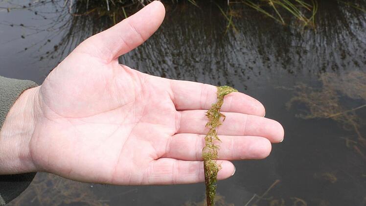 Eine Seltenheit der Botanik - Utricularia bremii, der Bremi Wasserschlauch verdaut tierische Nahrung.