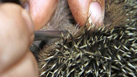 Fliegenmaden setzen sich an den Igeln fest und müssen mit einer Pinzette sorgsam entfernt werden. Fotos: Sonja Adam