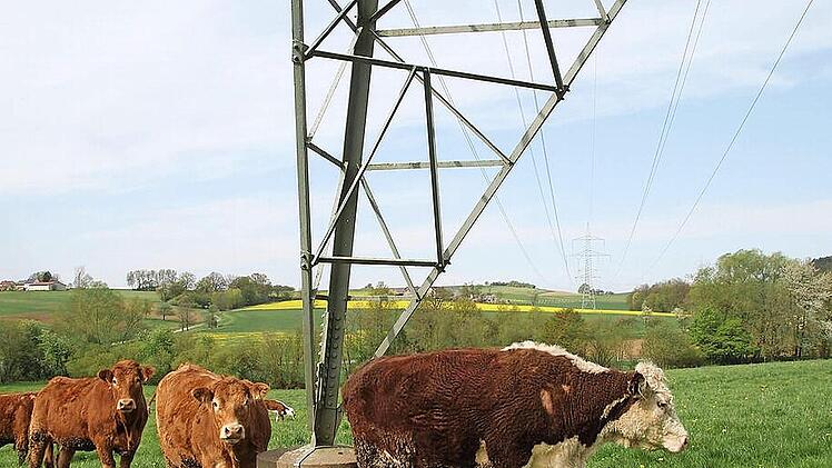 Sie werden den Strommast vermissen, wenn der neue Ostbayernring gebaut wird und weiter vom Dorf wegrückt: die Schimmendorfer Kühe, die sich gern am Fundament kratzen.  Foto: Archiv/Stephan Tiroch