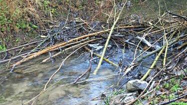 Der Biber baut einen neuen Damm im Leßbach in Weißenbrunn. Foto: Dominic Buckreus