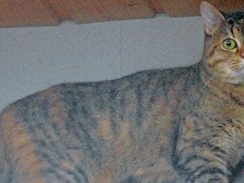 Die Katze "Prinzessin" ist grau getigert mit rötlichen Flecken - eine eher seltene Fellfarbe.  Foto: Tierheim Kronach