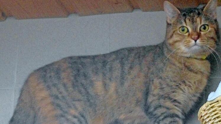 Die Katze "Prinzessin" ist grau getigert mit rötlichen Flecken - eine eher seltene Fellfarbe.  Foto: Tierheim Kronach