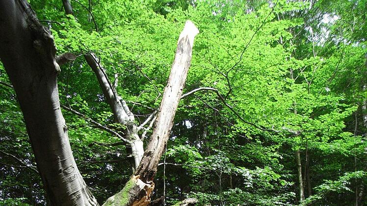 Die "Hudebuche am Weisrein" (Rotbuche) hat es arg erwischt. An dem Baumdenkmal im Lösershag, das einen Umfang von mehr als sechs Metern hat, ist ein mächtiger Ast abgebrochen. Foto: Joachim Rübel