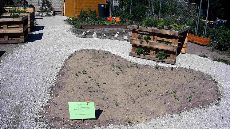 Im Herz wurde Insektenfreundliche Blühwiesenmischung gesät