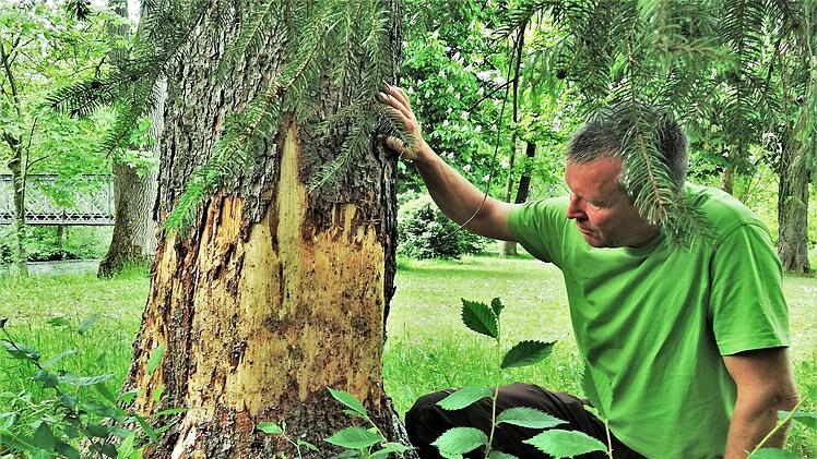 Baumpfleger Martin Brandt kontrolliert an einer alten Fichte die Fraßspuren eines Bibers. Foto: Sigismund von Dobschütz