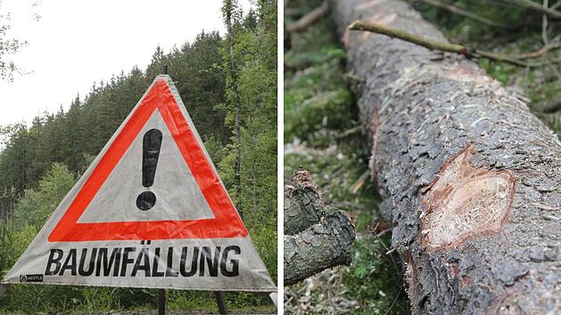 Presseck: Mann (54) wird beim Baumf&auml;llen am Kopf verletzt