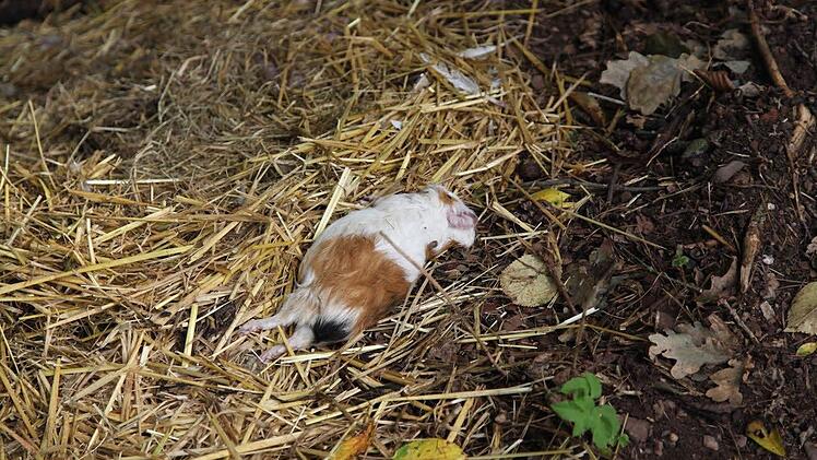 Eines der bei Freudeneck ausgesetzten Meerschweinchen kam dort um.Foto: Elmar Leicht