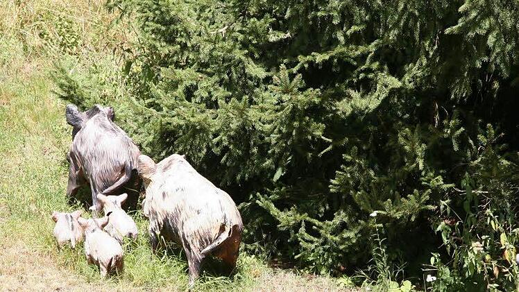 Schon vor dem Hofeingang flieht einem eine Wildschweinfamilie entgegen. Foto: Klaus Klaschka