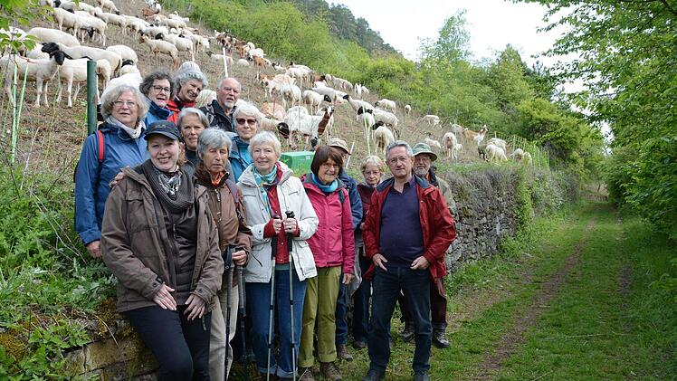 Hammelburg: Auf der Tour erläutern Experten die Arbeiten zum Artenschutz. Hier Roland Lenhart an einem seiner letzten Tage als Leiter der unteren Naturschutzbehörde am Hammelberg, im Hintergrund die Ziegen- und Schafherde, die das ehemalige Kulturland freihalten soll. Elisabeth Assmann
