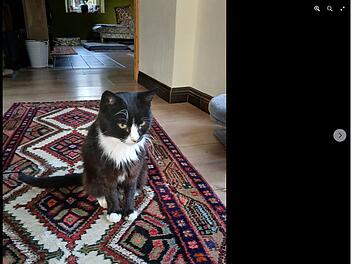 Tierheim Hof bangt um "stadtbekannten" Kater Helmut: "Macht uns große Sorgen"