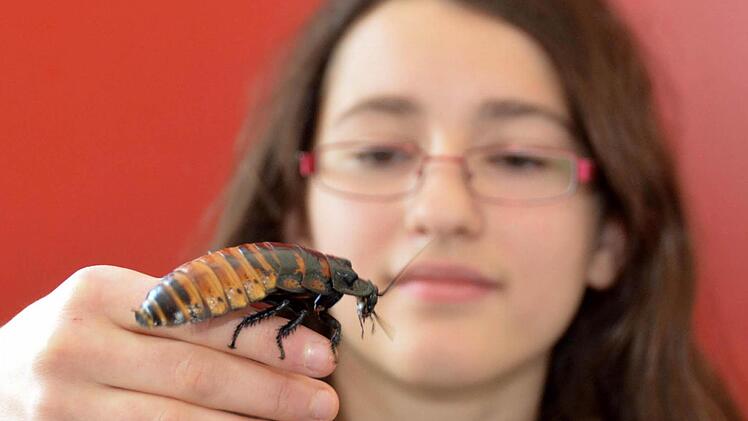 Clair hat eine madegassische Fauchschabe auf der Hand. Dass das Tier friedlich ist, hat einen einfachen Grund: Es faucht nur, wenn Männchen in die Nähe kommen. Fotos: Peter Rauch