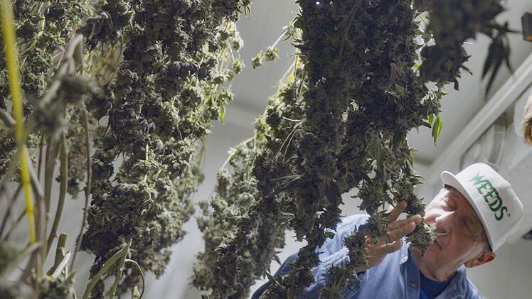 In Kanada hat man schon seit 2018 Erfahrungen mit der Freigabe des Anbaus und des privaten Konsums von Cannabis.