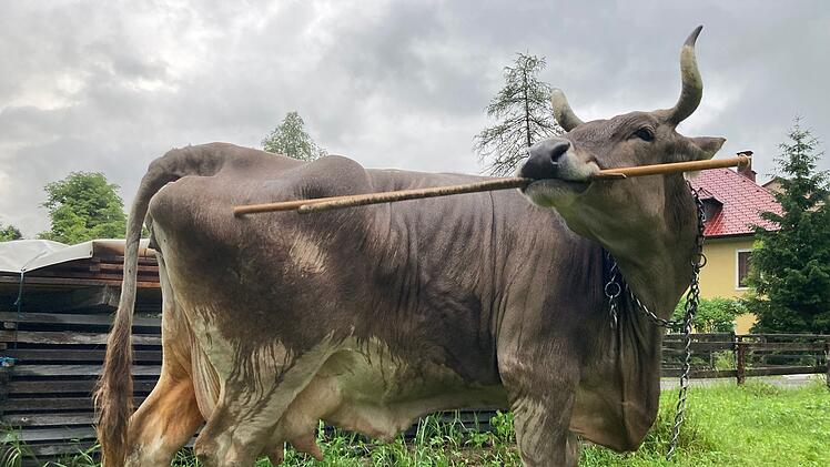 Werkzeugnutzung bei einer Kuh nachgewiesen