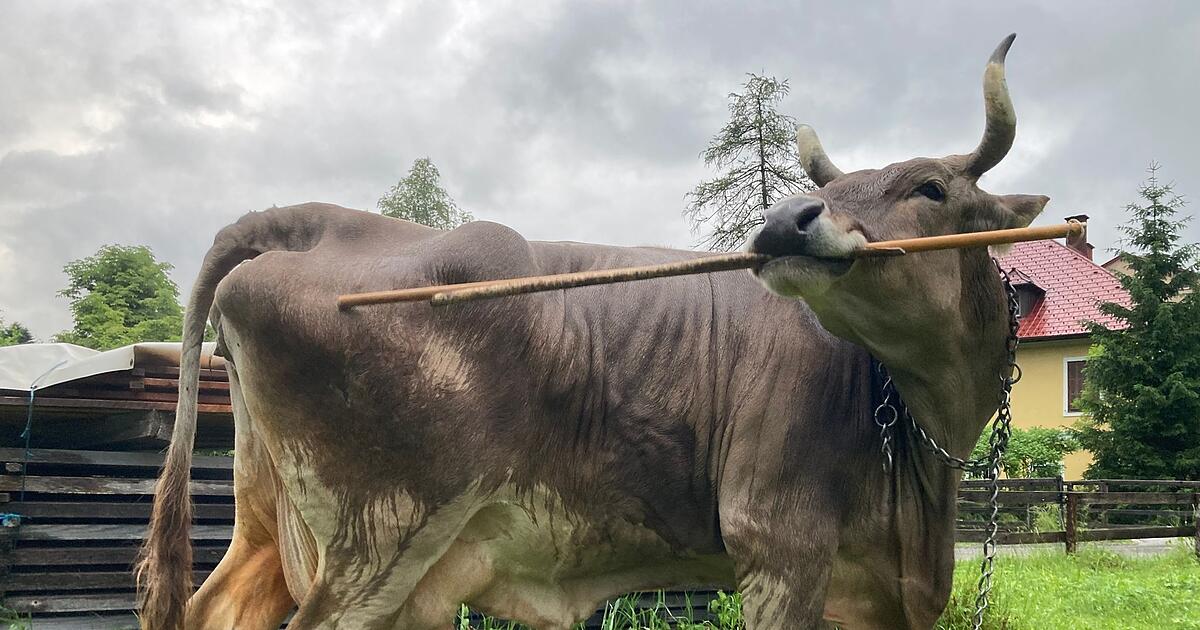 Gar-nicht-dumm-Kuh-nutzt-gezielt-Werkzeuge-zum-Kratzen
