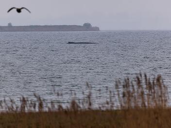 Buckelwal liegt weiter in Wismarer Bucht