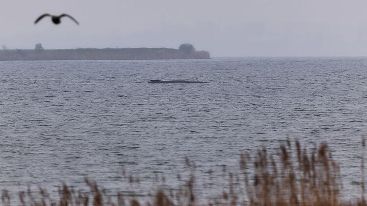 Buckelwal liegt weiter in Wismarer Bucht