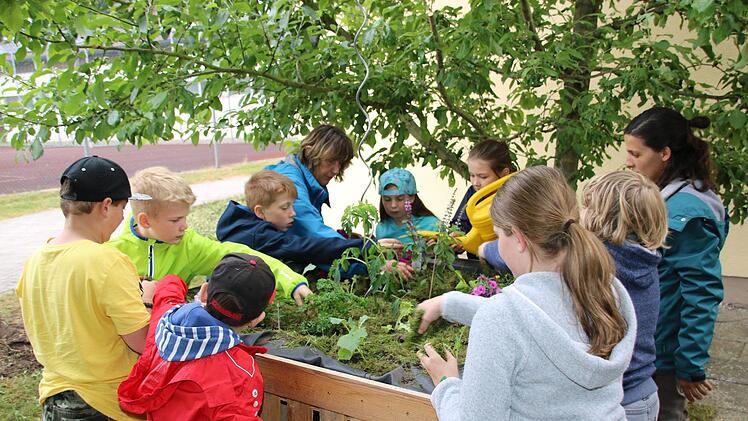 Impressionen vom Pilotprojekt der Kulmbacher Urban-Gardening-Gruppe mit den Melkendorfer Grundschülern Dagmar Besand