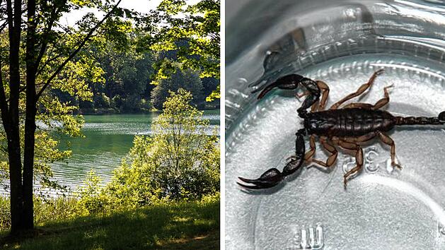 Exotische Bewohner in fr&auml;nkischen Badeseen