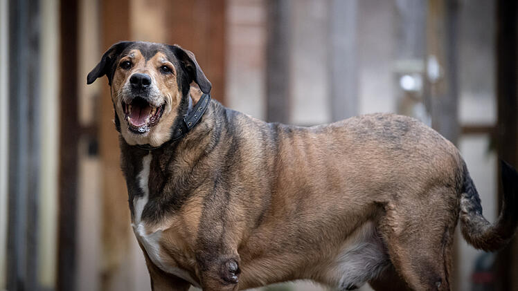 Tierheim Nürnberg: Bei Hund Balou purzeln fleißig die Pfunde - aber "keine ernsthaften Anfragen"