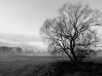 Nebel, Winter, Baum