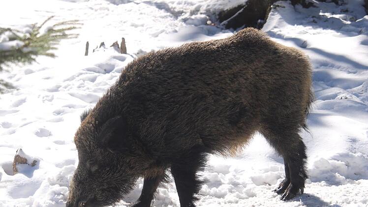 Das stattliche Wildschwein im Wildpark Mehlmeisel soll nicht mehr Putin heißen.
