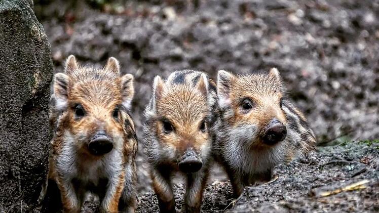 Junge Wildschwein-Frischlinge auf Entdeckungs-Tour im Wildgehege HufeisenFoto: infrankenpix/Ramona Schirner