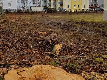 Einer von 16 Bäumen in der Käsröthe, der der Bebauung weichen musste. Foto: Ekkehard Roepert