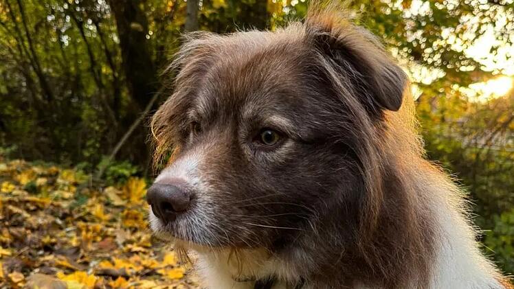 Tierheim Bamberg: Was wurde aus "originell aussehendem Rudi"?