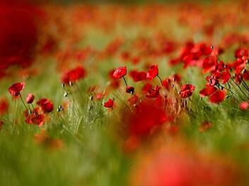Roter Klatschmohn in einem Getreidefeld Foto: Stephan Jansen/dpa