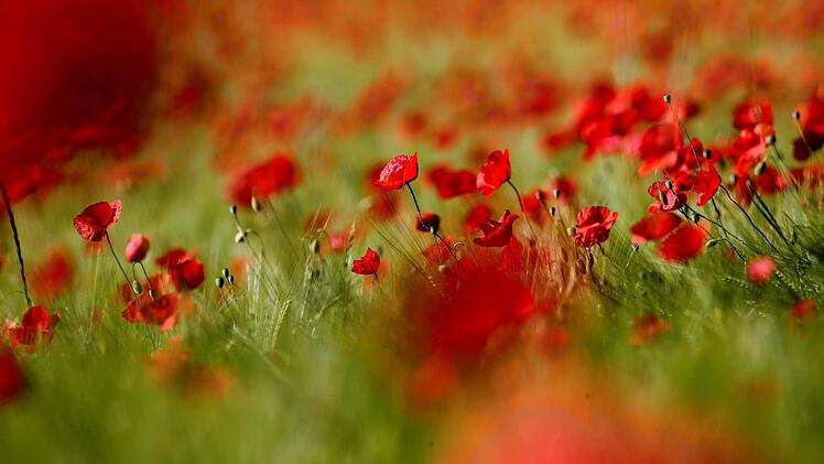 Roter Klatschmohn in einem Getreidefeld Foto: Stephan Jansen/dpa
