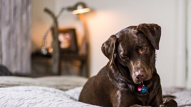 Hund schläft mit im Bett: Ist das unhygienisch? Hundetrainerin klärt auf