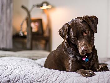 Hund schläft mit im Bett: Ist das unhygienisch? Hundetrainerin klärt auf
