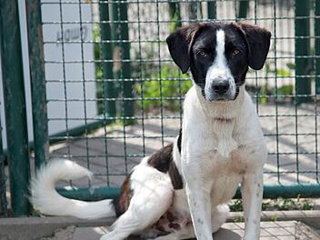 Tierheim Bamberg: Mischlingshund Leon sucht nach Sicherheit