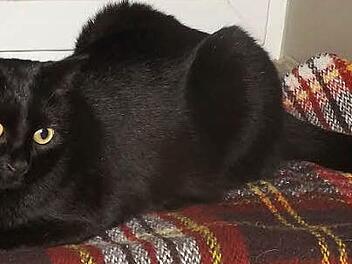 Luna wartet im Tierheim auf ein neues Zuhause. Foto: Tierheim