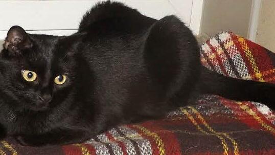 Luna wartet im Tierheim auf ein neues Zuhause. Foto: Tierheim